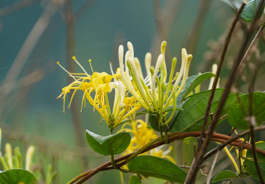 金银花种植