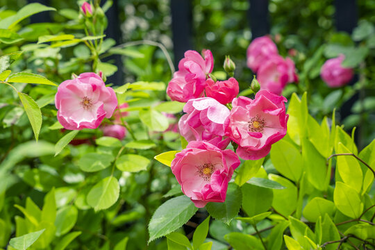 盛開的薔薇花