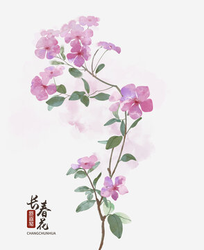 长春花