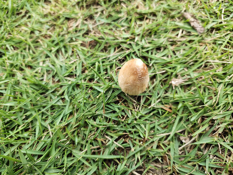 蘑菇与草地特写