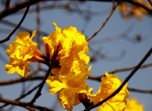 黄色风铃花