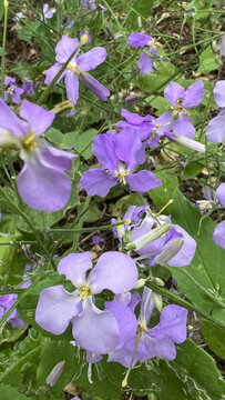 紫花地丁