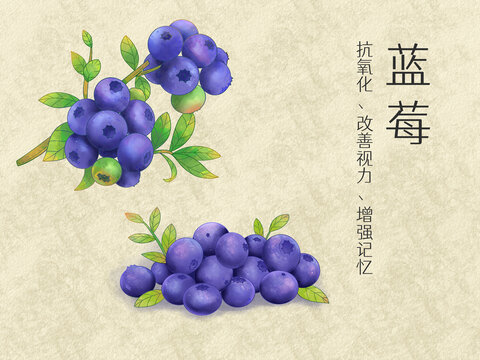 手繪水彩水果藍莓插畫