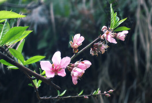 桃花