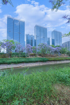 云南昆明盛开蓝花楹城市风景