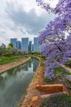 蓝天白云盛开蓝花楹城市风景