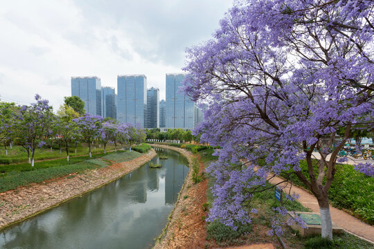 蓝天白云盛开蓝花楹城市风景