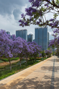 蓝天白云盛开蓝花楹城市风景