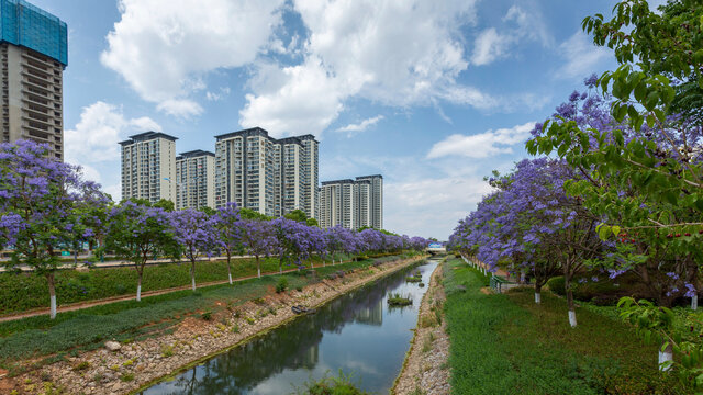 蓝天白云盛开蓝花楹城市风景