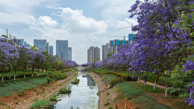 蓝天白云盛开蓝花楹城市风景