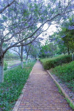 昆明盛开蓝花楹城市景观