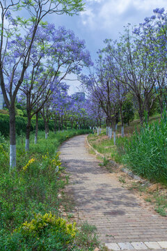 昆明盛开蓝花楹城市景观