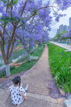 昆明盛开蓝花楹城市景观