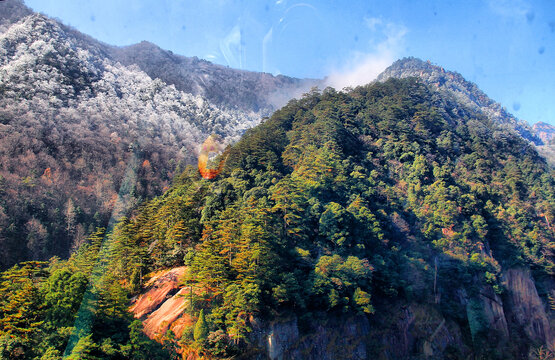 黄山雪松