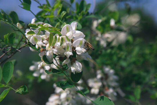 槐树槐花