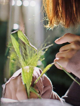 时光与植物