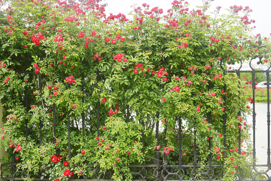 庭院蔷薇花