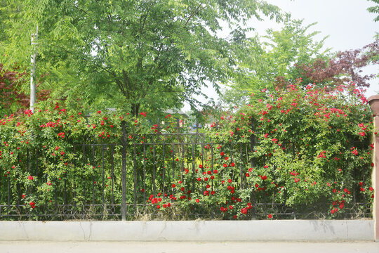 庭院蔷薇花墙
