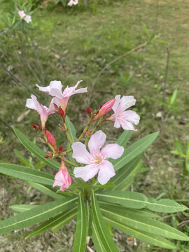 夹竹桃