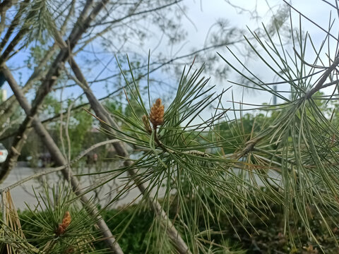 马尾松松果