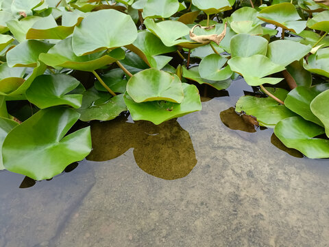 满塘的荷