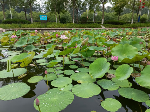 满池的荷花