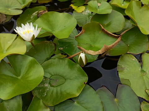 满池的荷花