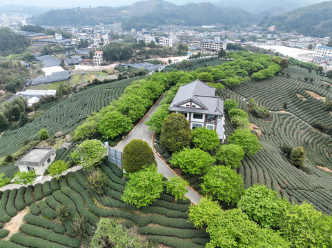 航拍漳平台品樱花茶园