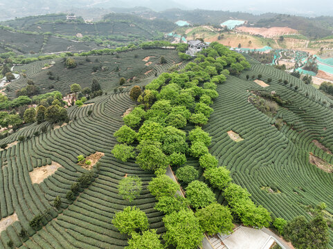 航拍漳平台品樱花茶园