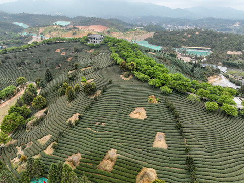 航拍漳平台品樱花茶园