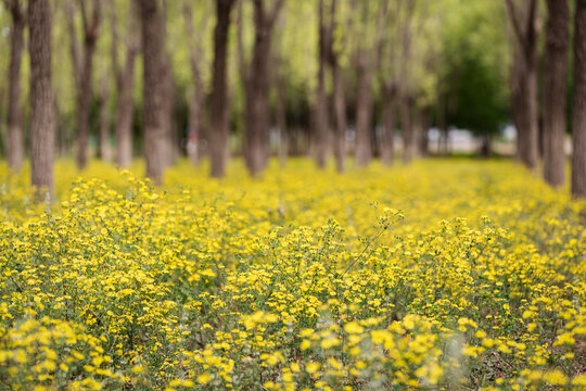 林下小黄花