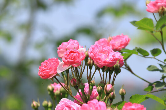 花蕊蔷薇花