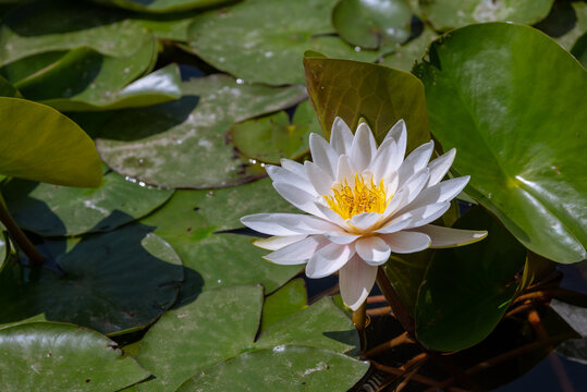 池塘里盛开的莲花