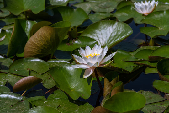 池塘里盛开的莲花