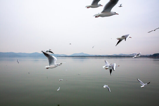 飞翔的海鸟特写