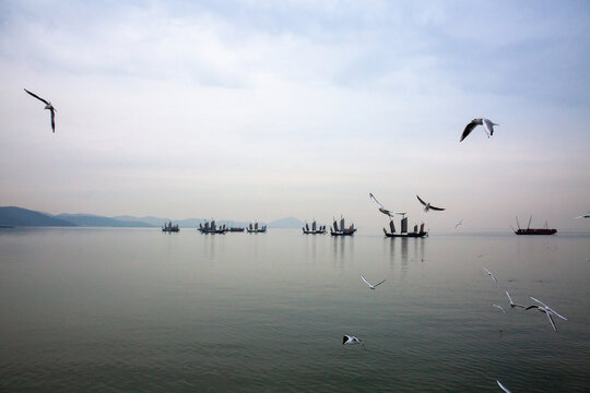 无锡鼋头渚风景区飞翔的海鸥