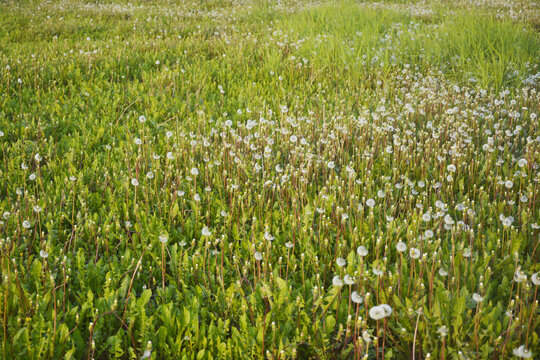 田野蒲公英