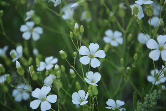 清新小白花