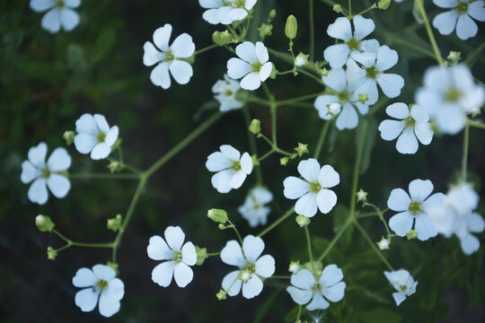 白色清新小碎花