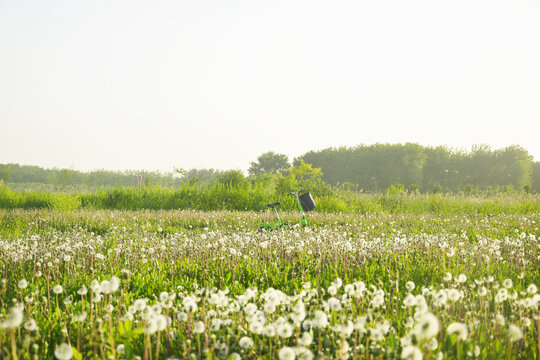 蒲公英花田