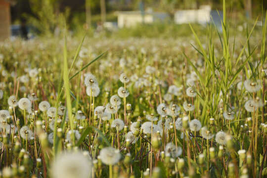 田野蒲公英