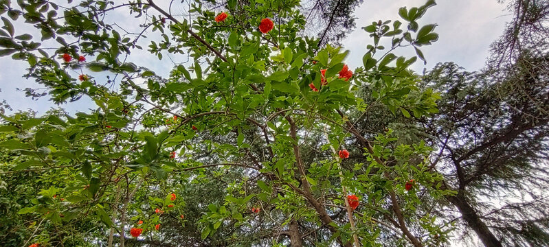 石榴花开