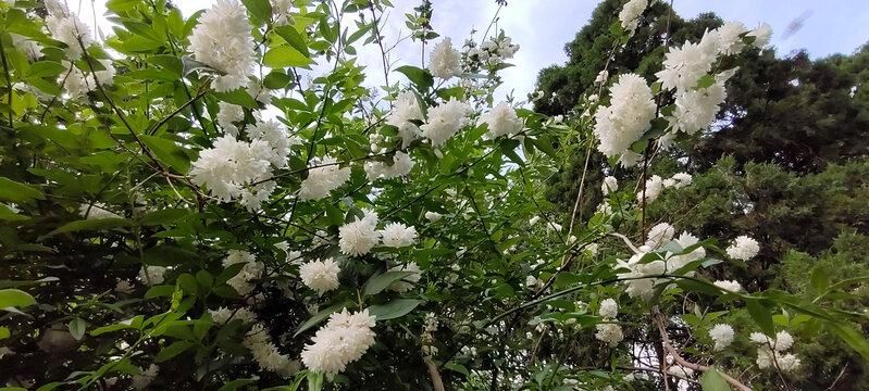 公园白色花朵