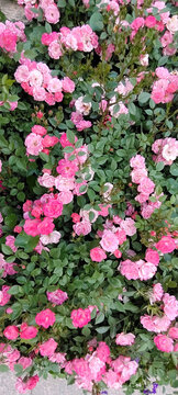 竖版粉色花朵背景