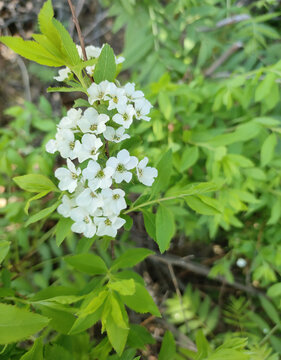 春天白色绣球花珍珠绣球绿化