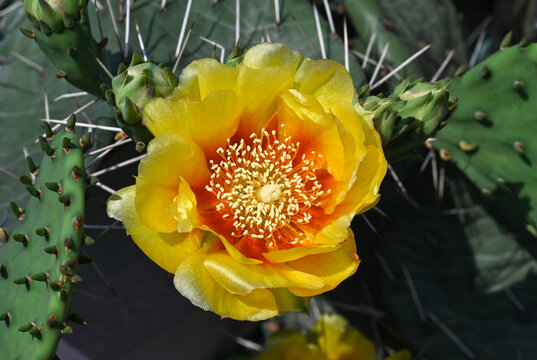 仙人掌花