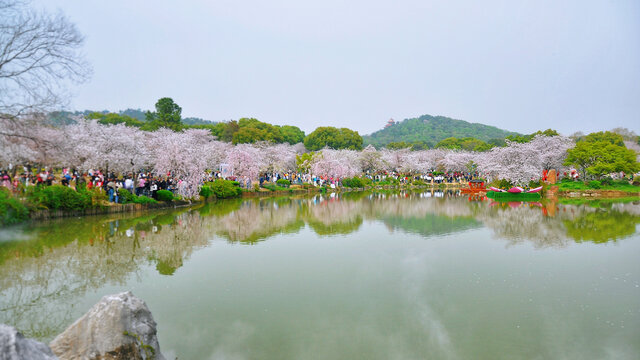 武汉东湖公园樱花园