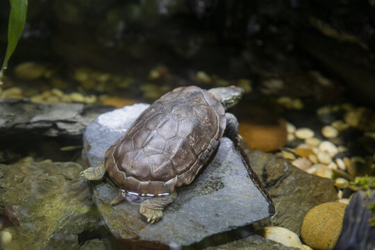 水族箱乌龟