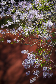 丁香花