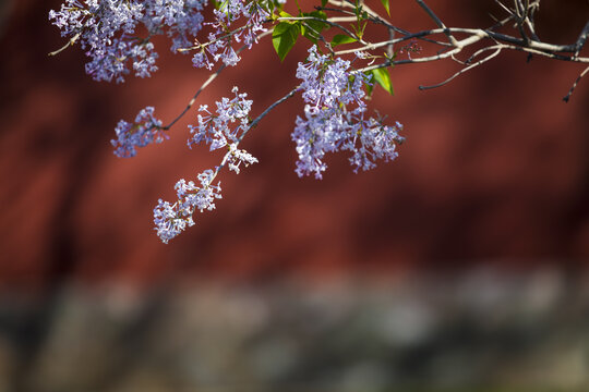 丁香花